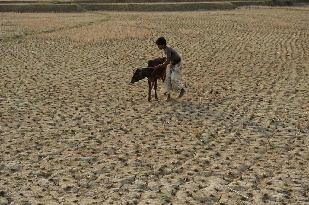 Mohammed Shahin Ali, 14, walks through a field dried and cracked from lack of rain in search of grass for his cattle, in the village of Hat Bokoil, in the upazila (sub-district) of Nachole, Chapai Nawabganj District. I look after 19 cows, Mohammed said. There is drought everywhere because of lack of rain. I have to walk long distances to find grass for my cattle. It is very difficult. I hope it rains soon.
In October 2009, low-lying Bangladesh remains prone to natural disasters and especially susceptible to the effects of climate change. Localized cyclones and floods affect Bangladesh yearly, while larger scale disasters periodically wreak wider spread havoc. Their impact is exacerbated by endemic problems including food insecurity, entrenched poverty, malnutrition, pollution and limited access to basic services. The inhabitants of remote, rural areas, further constrained by limited infrastructure, are particularly vulnerable to environmental threats. This is especially the case for the inhabitants of chars small, sandy islands created, and destroyed, by floods or erosion. Lacking alternate places to live, char inhabitants farm or raise livestock, occupations that are highly vulnerable to seasonal monsoon flooding. Char schools are also threatened by impermanence and attendance is often low; domestic obligations, essential to their families' well-being, take precedence over childrens education. Survival itself is precarious. UNICEF programmes in Bangladesh in health and nutrition, water, sanitation and hygiene, education and child protection must also increasingly address the mounting effects of climate change. UNICEF/UNI118546/Nooran