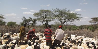 Early treatment and de-worming of livestock keeps animals healthy and are thus able to withstand dry-spells. EU/ECHO/Eunice Maina | CC BY-NC-ND 2.0