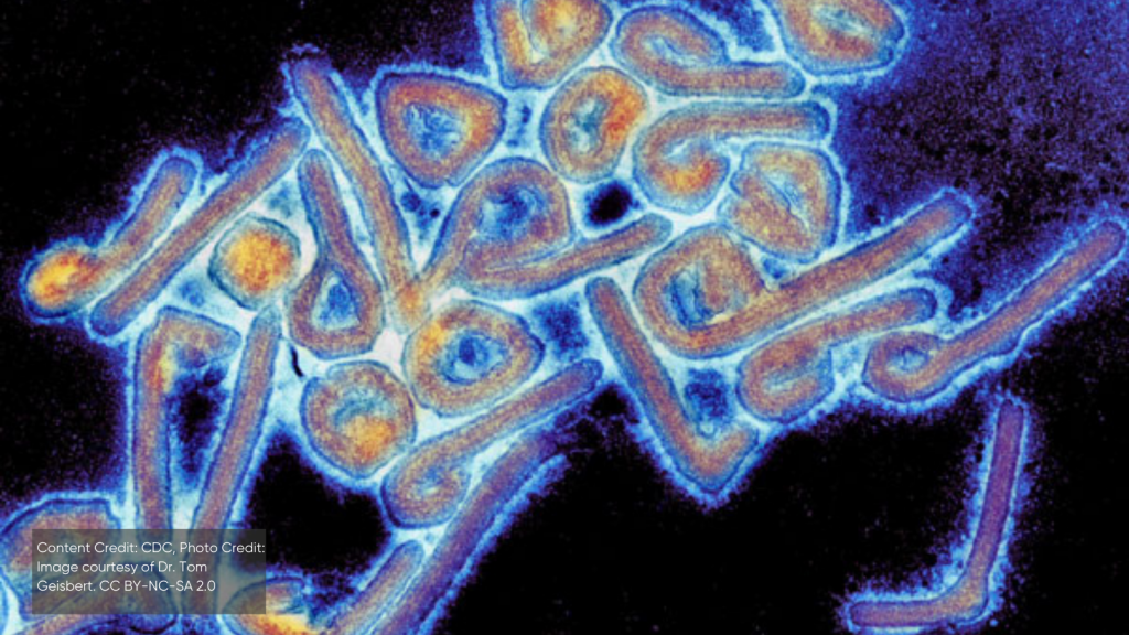 Particules colorisées du virus de Marburg vues au microscope électronique à transmission