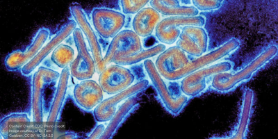 Particules colorisées du virus de Marburg vues au microscope électronique à transmission